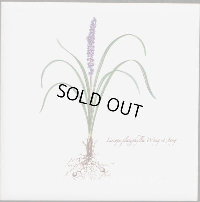 画像1: 100角 絵タイル　ヒメヤブラン　