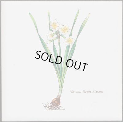 画像1: 100角 絵タイル　スイセン　