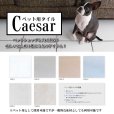 画像1: 【300角】Caesar (1)