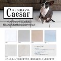 【300角】Caesar