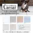 画像1: 【300角】Caesar (1)